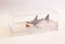 no Damien Hirst not